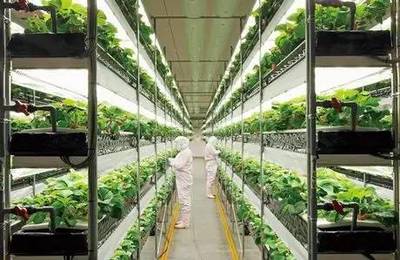 小小靚科技 | 告別陽光與土壤 植物工廠如何顛覆傳統(tǒng)農(nóng)業(yè)